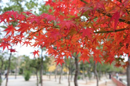 大阪城公園 紅葉 21の時期とライトアップ おすすめルートや駐車場 トイレの場所など わくわく情報 Com