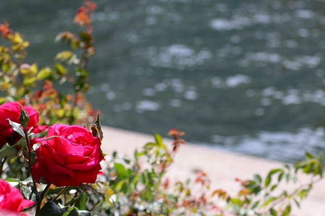中之島公園バラ園 22の見頃は 最寄り駅とアクセス 駐車場 おしゃれカフェ情報も わくわく情報 Com