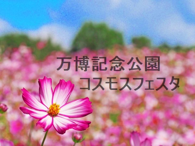 万博記念公園コスモスフェスタ22はいつ 見頃と開花状況 駐車場情報も わくわく情報 Com