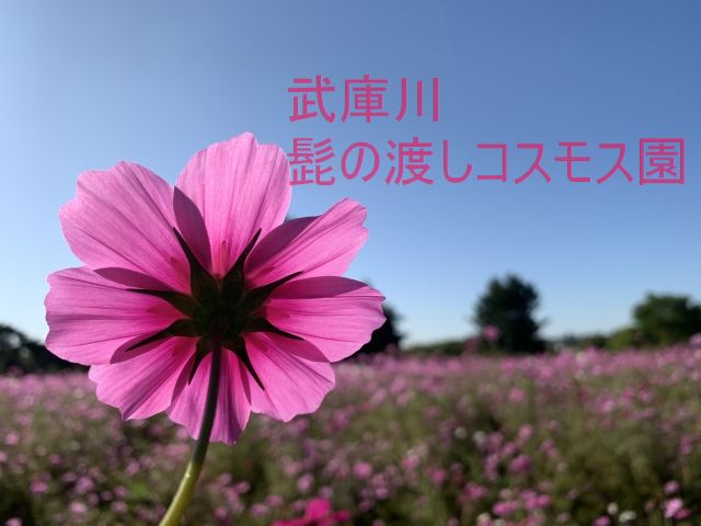 武庫川髭の渡しコスモス園 22の見頃や開花状況は 場所やアクセス 駐車場情報も わくわく情報 Com